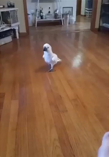 Crying Cockatoo: Heartfelt Moments with Newborn Birds