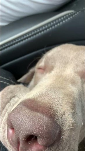 Boo Boo the amazing Labrador doing what he does best.