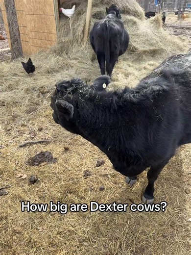 Understanding the Size of Dexter Cattle