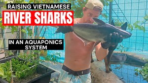 20 reactions · 5 comments | 麗My Experiment Raising Vietnamese River Sharks (Swai) in an Aquaponics System | Survival Gardener | Facebook