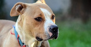 Bezwzględne więzienie za walki psów. Pierwszy taki wyrok w Polsce