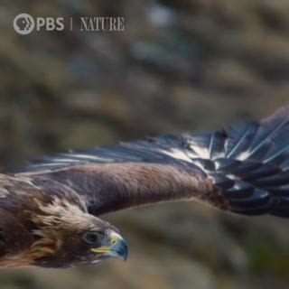 129K views · 4.5K reactions | SOUND ON: Watch these raptors soar! Stream "Raptors: A Fistful of Daggers" here: https://ow.ly/aFH750RpZrZ | Nature | PBS | Facebook