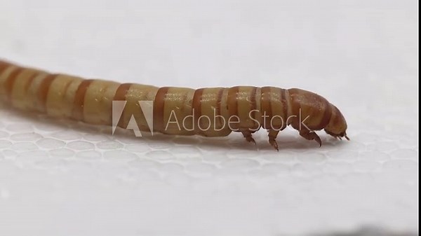 Closeup of a Giant mealworm, also known as a Morio, crawling on polystyrene