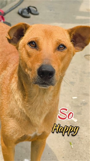 Stray Dog Feeding 🐶 | Silent Emotional Dog Reaction