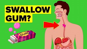 Kids are often warned about the dangers swallowing chewing gum. “It will stick in your gut for 7 years!” is one popular myth. “It can make its way to your heart”, some have even said. So what’s the truth? Gum doesn’t seem to dissolve by simply chewing and chewing. So can you swallow this tough candy or are there dangers if you do? That’s what we’ll be exploring in this episode of The Infographics Show: What Happens In Your Body If You Swallow Gum? | The Infographics Show