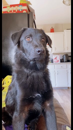 Gorgeous Lab Chow Mix with Amazing Fluffy Neck!