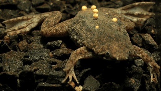 A Common Condition Makes The Surinam Toad Pure Nightmare Fuel For Some People