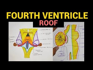 Fourth Ventricle (Roof) | Ventricles of Brain