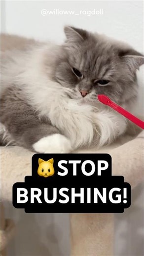 No More Brushing! How I Got My Cat to Smile