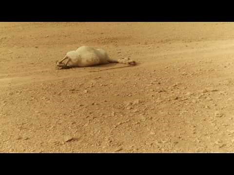 Dead Camel in Desert - VIDEO 20170128 090314 Saudi Arabia Riyadh near 7flags Qiddiya