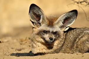 Bat-Eared Fox Looks Like a Real-Life Pokémon, and We Can’t Handle Her Cuteness