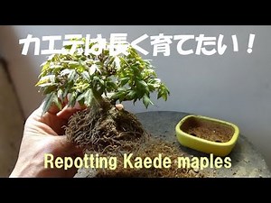 Bonsai Workshop Haruka #348 [Repotting maples] Kaede maples are a treespecies suitable for bonsai.