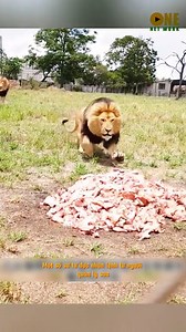 Review Thế Giới động vật tập 720 | Dougherty Pilla Valentina