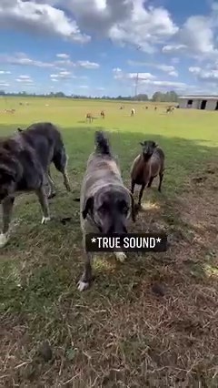 1.2M views · 10K reactions | Livestock guardian dog corrects goats chaser. #farm | Raventree Ranch | Facebook