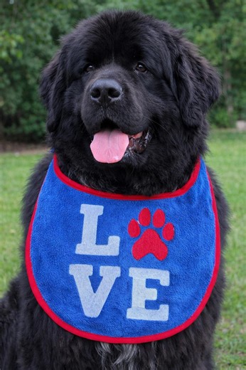 Personalized Large Breed Dog Bib, Terry Towel Slobber Catcher - Etsy