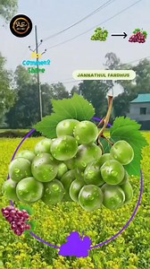 Show red grapes instead of green grapes 🍇🍇🍇👈👈👈 #reels #viral #funny #Amazing #grapes | Jannathul Fardhus