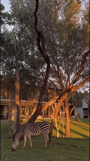 There’s a hotel in Africa where animals roam freely 🦓🌅🇿🇲 📍 The Royal Livingstone Victoria Falls Zambia Hotel by Anantara We hope you had a magical experience @blonde.odyssey 🧡 | The Royal Livingstone Victoria Falls Zambia Hotel by Anantara