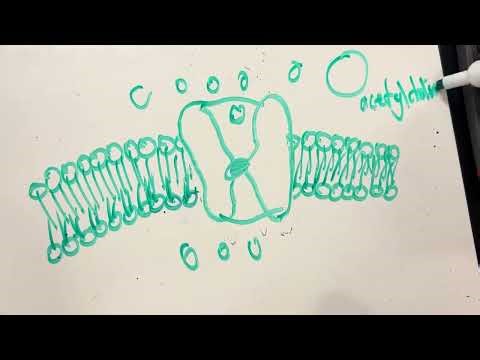 Cell signaling project: Acetylcholine #105