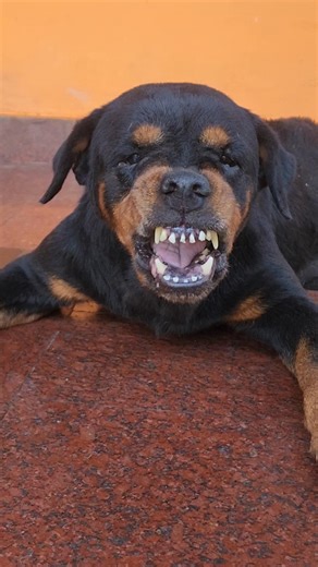 Angry Rottweiler barking sound #rottweiler #angrypuppy #cuteanimal #pets #angrydog | King Charlie's