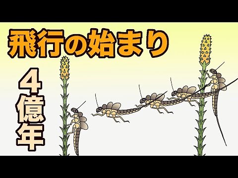 The beginning of insect flight: 400 million years ago. Earth's history, part 41. The evolution of...