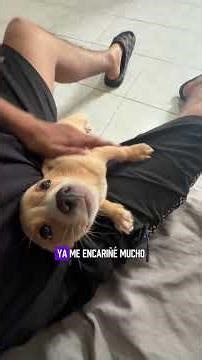The puppy's home now. Should I go back to the hardware store? #charlygalicia #deliverydriver #mot...