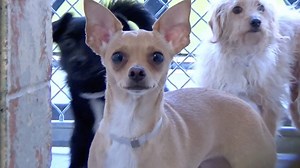 3K views · 271 reactions | RETURNED TO OWNER - moved to SAFE Album on...