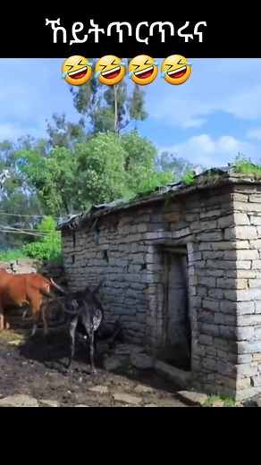 Funny Tigray Comedy.. Tigrigna Comedy #tigraycomedy #funnyvideo #ተጋሩዋኒ💊💊🙏 #tigraytiktok #tegaruwani