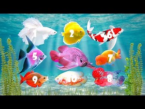 Top 10 loài cá cảnh đẹp nhất thế giới