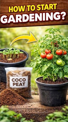 Watch Tomato Seeds Grow in a Pot 🍅 | Easy Gardening Trick #shorts #viral #tomato #shortsfeed