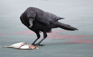 What Do Crows Eat? We Claw, Peck, And Bite Into Their Diet!