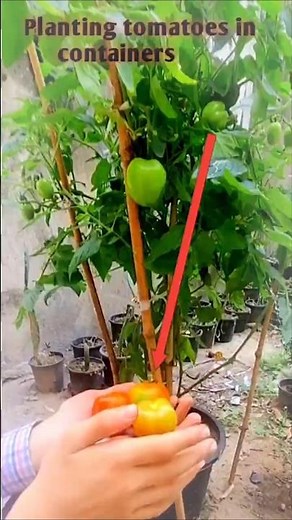 planting tomatoes in containers (growing tomatoes in containers)