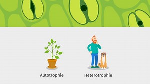 Autotrophe und heterotrophe Ernährung – Fotosynthese als Grundlage des Lebens | sofatutor.com