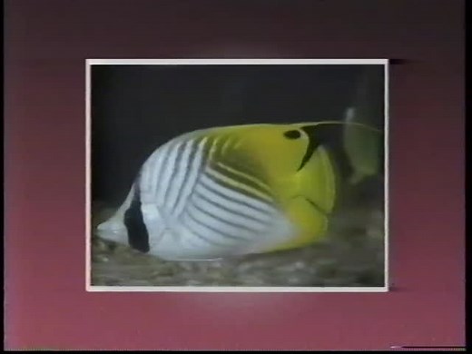 Terrific Trips: Touring The Firehouse And A Trip To The Magic Show (1987)