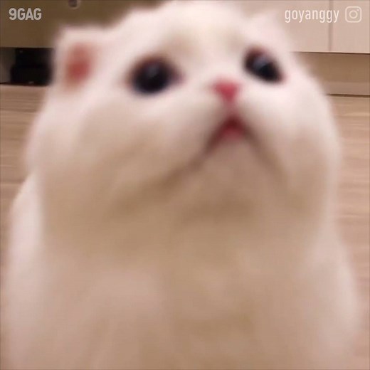 It’s like a marshmallow! By goyanggy | IG | 9GAG