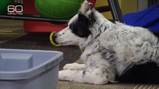 1.4K views · 2.3K reactions | The Smartest Dog in the World: Anderson...