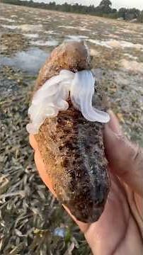 5 Animals That Attack Without Touching You #Animals #AnimalFacts