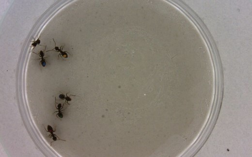 【计算机视觉】基于视觉的单目标跟踪之——综述【学术界大佬】