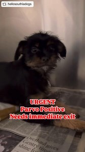 3.8K views · 563 reactions | Good news… Foxy was rescued! Please wait...