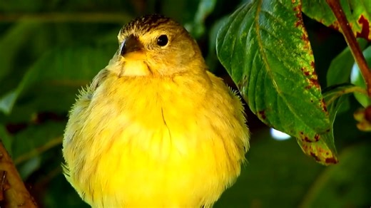 “Canary’s Cry” is a brand-new production that is an Appalachian retelling of the story of Jonah. John (Jonah) is a young man with the call to evangelize on his life, but all he’s ever known are the mountains and valleys of Appalachia. Due to a tragedy in his family, he chooses to run away from his calling and instead chooses to become a coal miner, like his Pa before him, so he can help his Ma and his rambunctious little sisters. Close family friends, James and Ruby, have their reservations abou