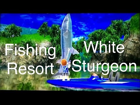 Let's Play: Fishing Resort Wii, White Sturgeon