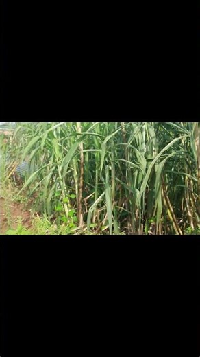 Sugar Cane Plantation