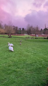 1.5K views · 96 reactions | A lovely evening on the Mead with our resident swans Cappuccino and Latte.  #broads #wildlife #NPEC #norfolk | The Norfolk Mead Hotel, Venue and Spa | Facebook