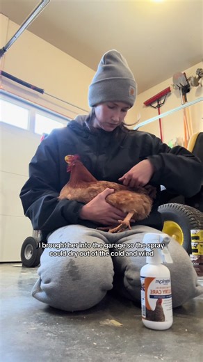 I feel like such a bad chicken mom!! I’ve known that this girl’s comb has had an owie for a couple weeks and I have sprayed it a few times and let her be and it looked like it was healing, but somebody must have opened it up again last night. I feel bad because I should have separated her the first time and let it fully heal, but they hate being separated from their friends and I try not to unless I really have to. ##chickenmom##chickensoftiktok##chickentok##homesteadlife##farmanimals