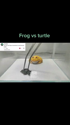 #crawlingpet #pet #tiktok #frog #frogs #frogtiktok #frogtok #froggy #cutepet #turtle #turtles