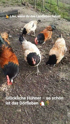 Zwischen Natur, Ruhe und Freiheit genießen sie jeden Moment.So sieht echtes Dorfglück aus. 🤍