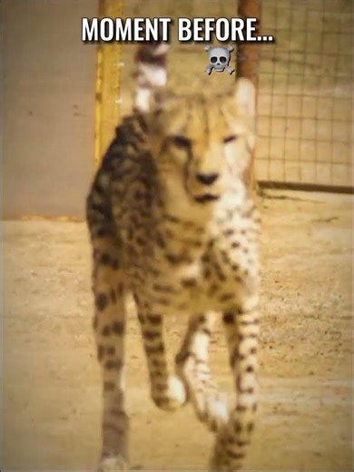 Speed vs cheetha race 🔥 💀| #edit #aura #ishowspeed #viral #insane