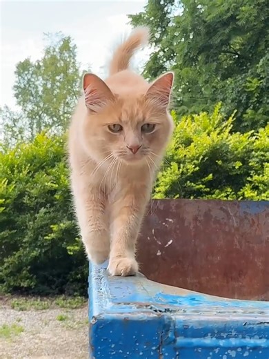 Dumpster delivery with kids roll-off garbage truck and trash cleanup #EducationForKids #videosforkids #LearningForKids #cartoonforkids #fyp #fypシ