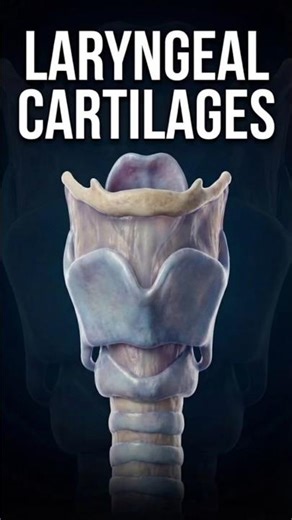 Laryngeal Cartilages | Larynx Anatomy Explained