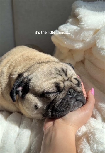 The Little Things That Matter in Pug Life