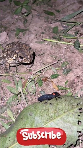 Close-Up of a Toad Hunting